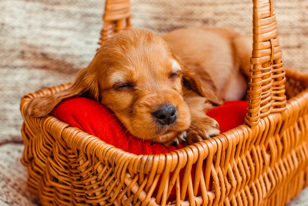 Un chien heureux et détendu se repose confortablement dans un "panier chien" moelleux, offrant un espace de repos idéal pour votre compagnon