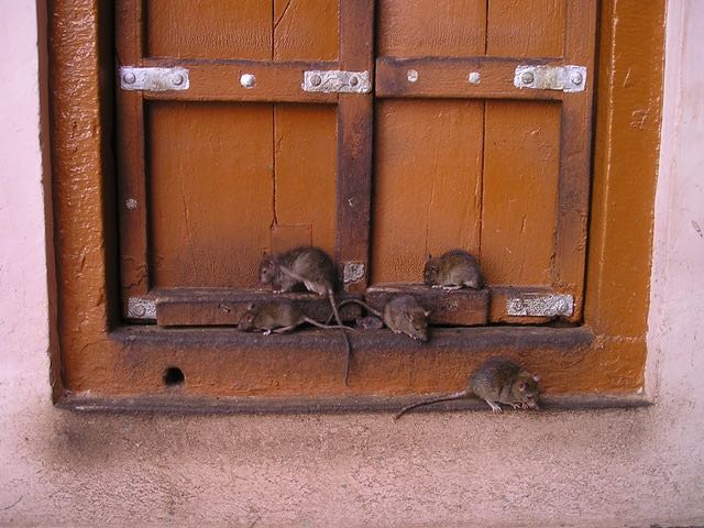 Dératisation Montpellier