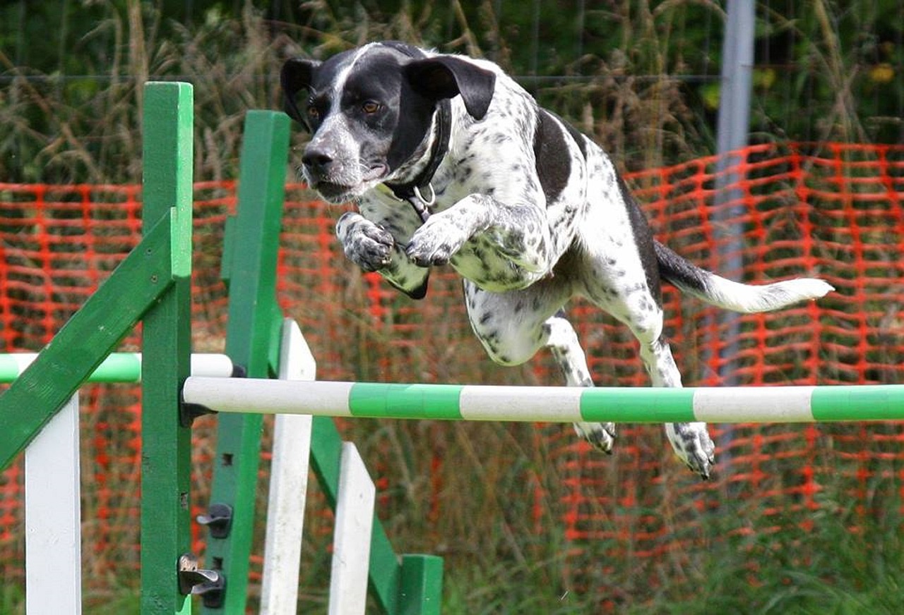 Fréquenter un club d'education canin pour parfaire l'éducation du propriétaire et du chien