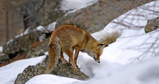 Les animaux de montagne