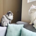 communication entre chats