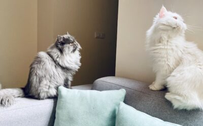 communication entre chats