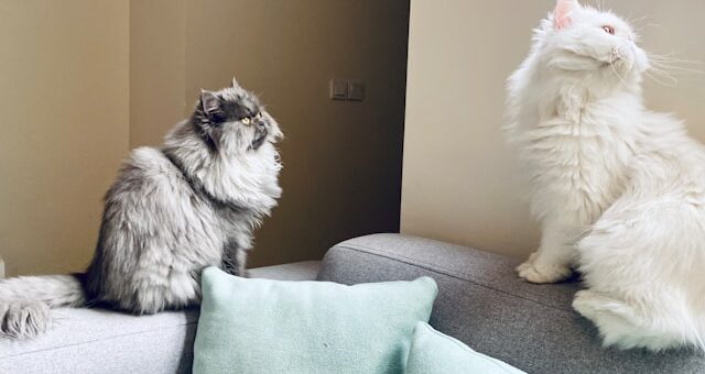 communication entre chats