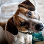 Alimentation du chiot que lui donner pour assurer une bonne croissance