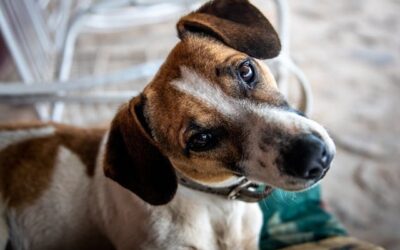 Alimentation du chiot que lui donner pour assurer une bonne croissance