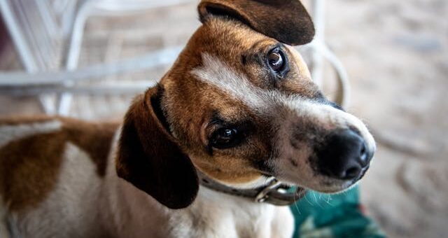 Alimentation du chiot que lui donner pour assurer une bonne croissance