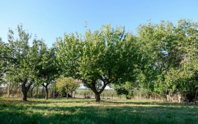 Les outils indispensables pour l'abattage d'arbres