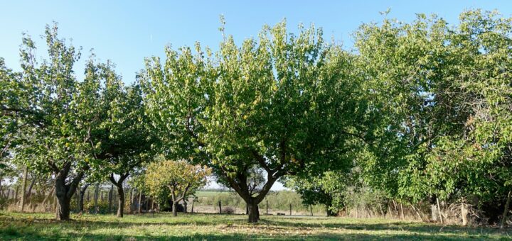 Les outils indispensables pour l'abattage d'arbres
